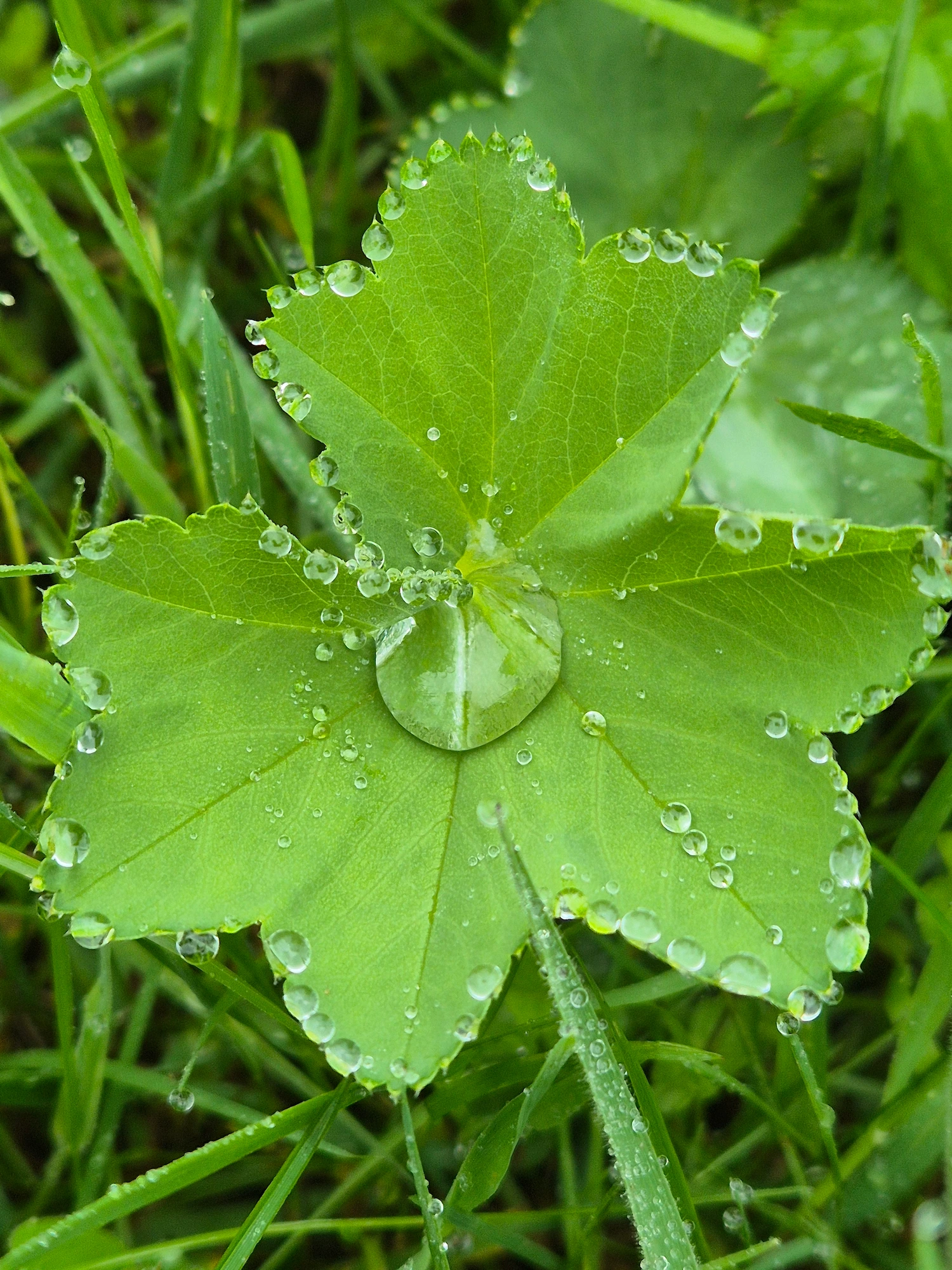 Plantes et préparations de l'herboristerie Voix Des Simples